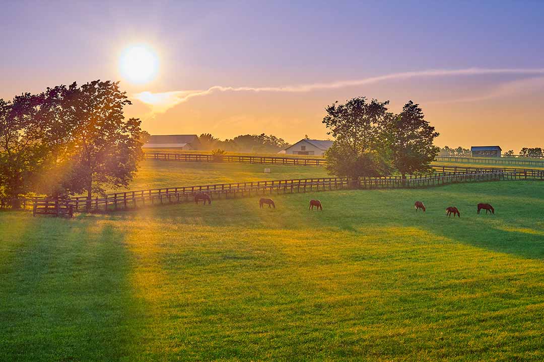 Farmland with horses grazing 